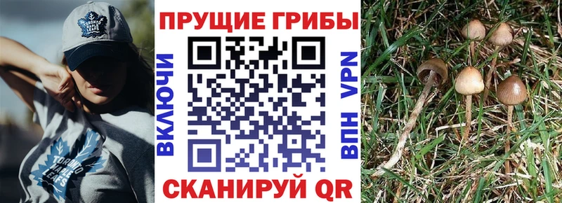 Галлюциногенные грибы GOLDEN TEACHER  закладка  Отрадное 